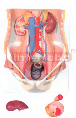 HUMAN URINARY SYSTEM - FEMALE